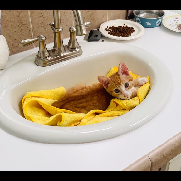 😻Bookmark me! All profits feed feral cats 🐈⬛ - Picture 6 of 11